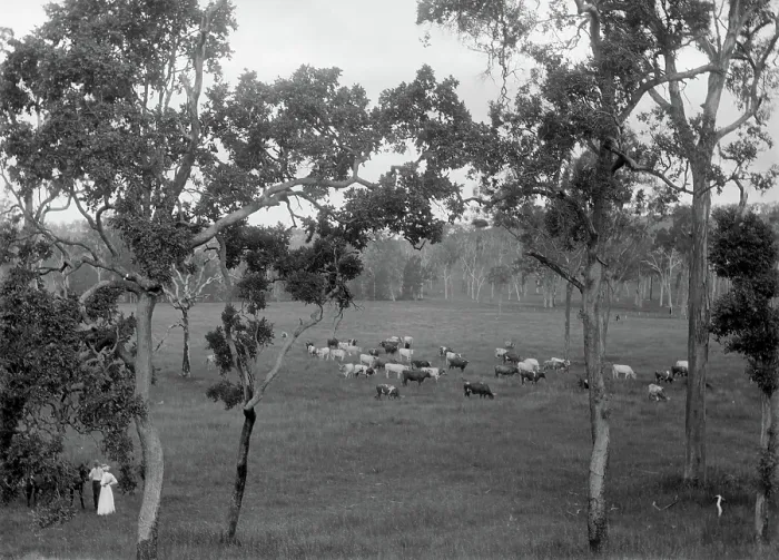 Framed Print : Cattle grazing, possibly Coomera region, c1880s. Creator: Robert Augustus Henry L'Estrange. Cattle grazing, possibly Coomera region, c1880s Framed Print : Cattle grazing, possibly Coomera region, c1880s. Creator: Robert Augustus Henry L'Estrange. Cattle grazing, possibly Coomera region, c1880s