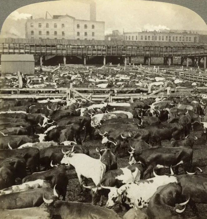 Framed Print : Cattle, Great Union Stock Yards, Chicago, Illinois, USA. Artist: Underwood & Underwood Framed Print : Cattle, Great Union Stock Yards, Chicago, Illinois, USA. Artist: Underwood & Underwood