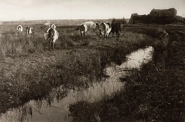 Cattle on the Marshes, 1886. Creator: Peter Henry Emerson