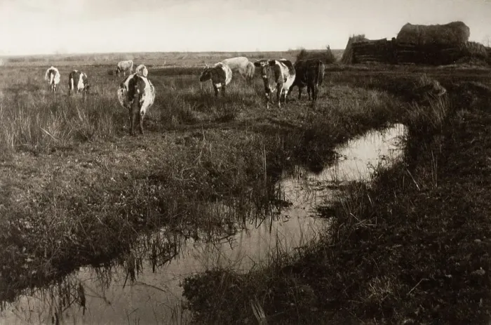 Framed Print : Cattle on the Marshes, 1886. Creator: Peter Henry Emerson