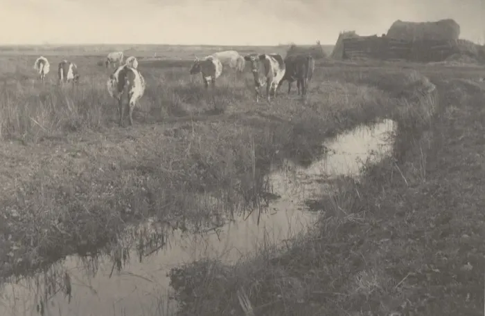 Framed Print : Cattle on the Marshes, 1886. Creators: Dr Peter Henry Emerson, Thomas Frederick Goodall