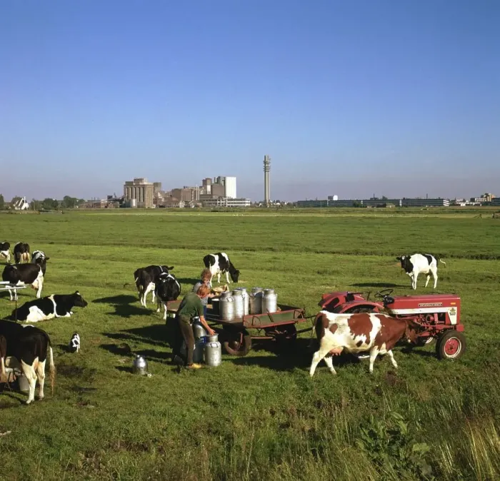 Framed Print : Cattle-milking in fields north-west of Amsterdam Framed Print : Cattle-milking in fields north-west of Amsterdam