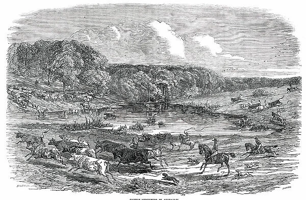 Cattle Mustering in Australia, 1850. Creator: Smyth