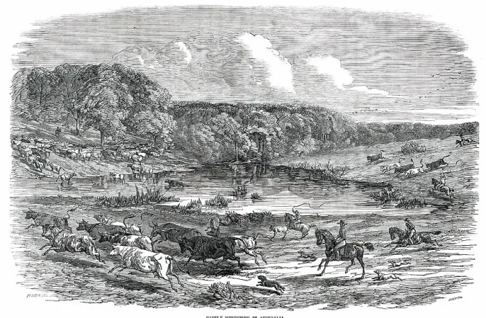 Framed Print : Cattle Mustering in Australia, 1850. Creator: Smyth Framed Print : Cattle Mustering in Australia, 1850. Creator: Smyth