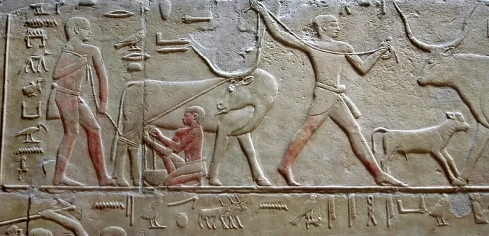 Framed Print : Cattle raising / Milking a cow, polychrome relief, Mastaba of Kagemni, Saqqara, Egypt, 2003. Creator: Unknown Framed Print : Cattle raising / Milking a cow, polychrome relief, Mastaba of Kagemni, Saqqara, Egypt, 2003. Creator: Unknown