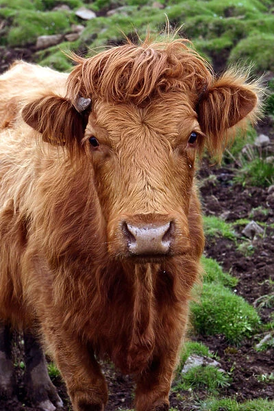 Cattle, Skye, Highland, Scotland