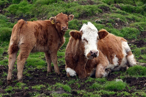 Cattle, Skye, Scotland