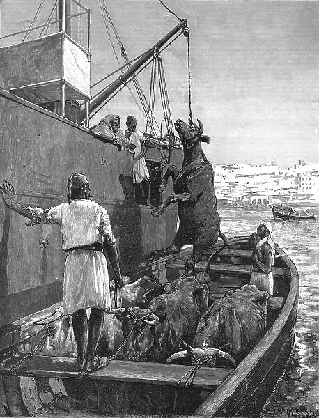 The Cattle Trade -- Landing Bullocks at Tangier, Morocco, 1891 Creator: George Denholm Armour