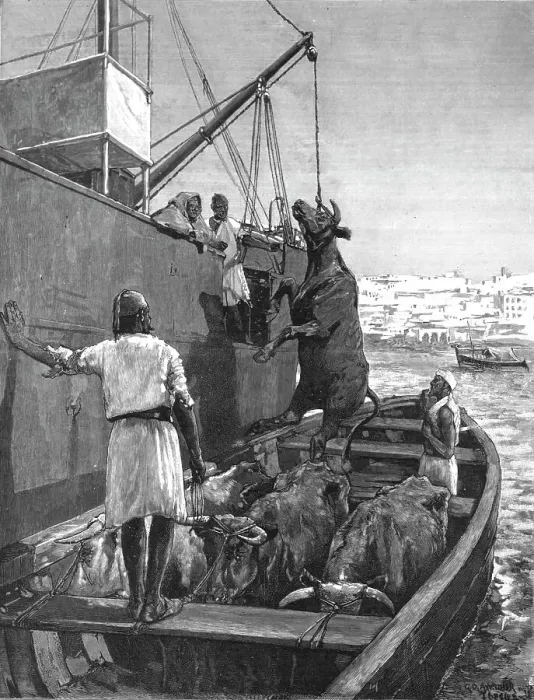 Framed Print : The Cattle Trade -- Landing Bullocks at Tangier, Morocco, 1891 Creator: George Denholm Armour Framed Print : The Cattle Trade -- Landing Bullocks at Tangier, Morocco, 1891 Creator: George Denholm Armour