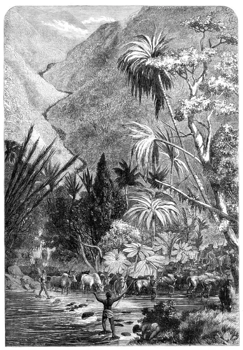 Framed Print : Cattle on their way to Tamatave, Madagascar, 1864. Creator: Mason Jackson Framed Print : Cattle on their way to Tamatave, Madagascar, 1864. Creator: Mason Jackson