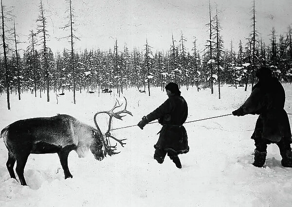 They Caught a Reindeer, 1890. Creator: Unknown