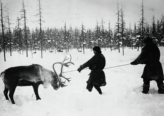 Framed Print : They Caught a Reindeer, 1890. Creator: Unknown Framed Print : They Caught a Reindeer, 1890. Creator: Unknown