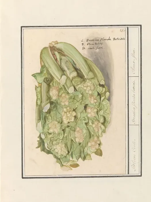 Framed Print : Cauliflower (Brassica oleracea convar. botrytis var. Botrytis), 1596-1610. Creators: Anselmus de Boodt, Elias Verhulst Framed Print : Cauliflower (Brassica oleracea convar. botrytis var. Botrytis), 1596-1610. Creators: Anselmus de Boodt, Elias Verhulst