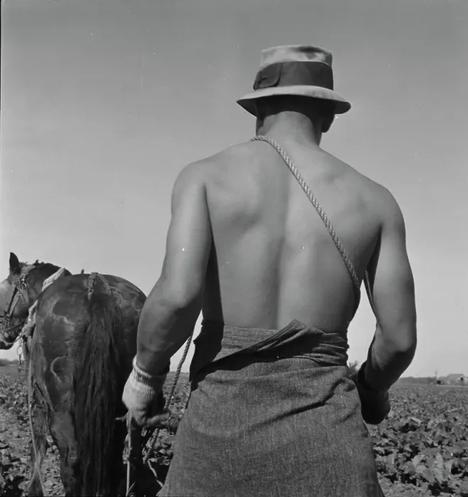 Framed Print : Cauliflower fields, Spring plowing, Guadalupe, California. 1937. Creator: Dorothea Lange Framed Print : Cauliflower fields, Spring plowing, Guadalupe, California. 1937. Creator: Dorothea Lange