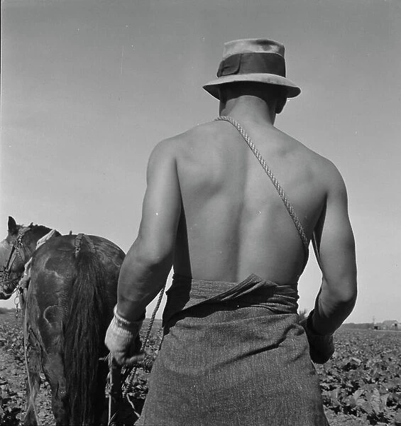 Cauliflower fields, Spring plowing, Guadalupe, California. 1937. Creator: Dorothea Lange
