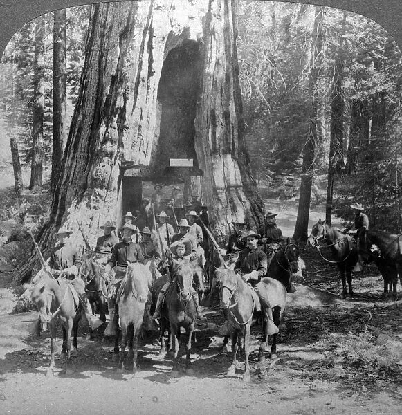 Cavalry passing through the great tree California, California, USA. Artist: Underwood & Underwood