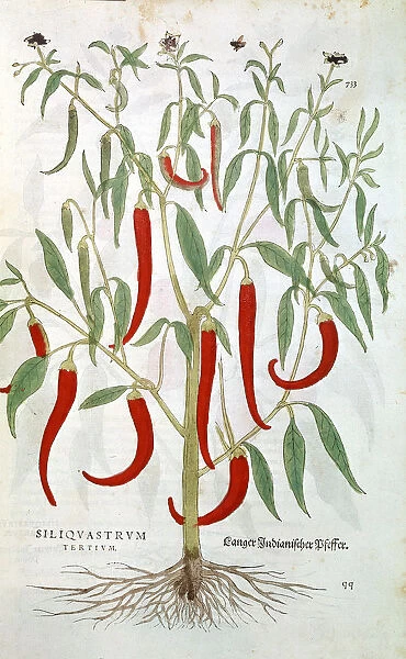 Cayenne Pepper plant (Capsicum), 16th century