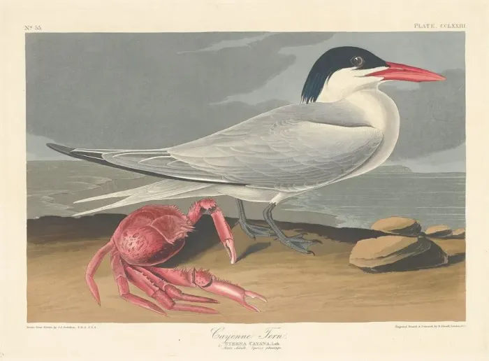 Framed Print : Cayenne Tern, 1835. Creator: Robert Havell Framed Print : Cayenne Tern, 1835. Creator: Robert Havell