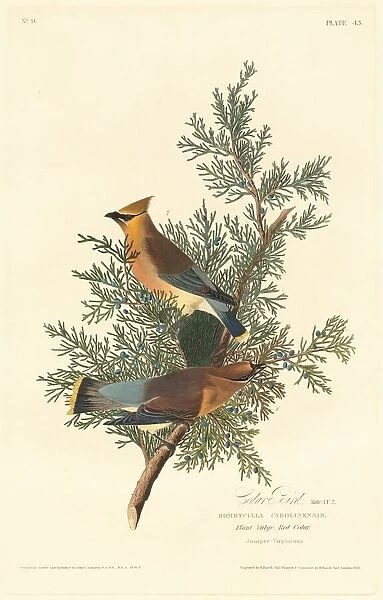 Cedar Bird, 1828. Creator: Robert Havell