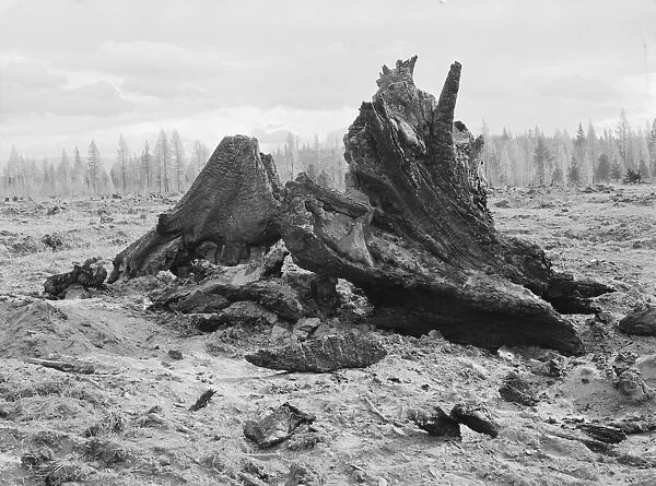Cedar stump pile which is being burned off in field, Boundary County, Idaho, 1939. Creator: Dorothea Lange
