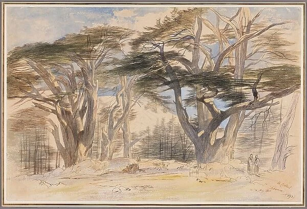 The Cedars of Lebanon, 1858. Creator: Edward Lear