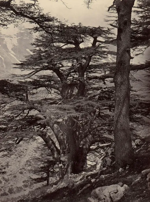 Framed Print : Cedars of Lebanon, 1870s. Creator: Unknown Framed Print : Cedars of Lebanon, 1870s. Creator: Unknown