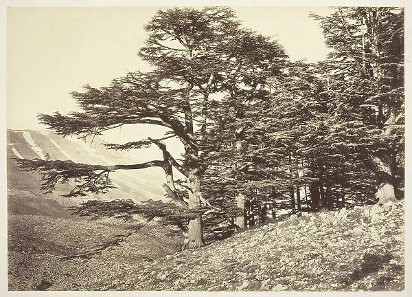 Cedars of Lebanon, c. 1870. Creator: Felix Bonfils