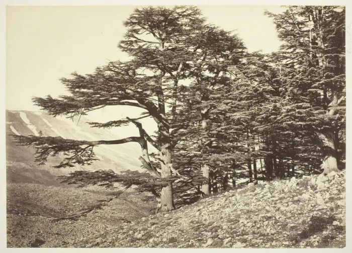 Framed Print : Cedars of Lebanon, c. 1870. Creator: Felix Bonfils Framed Print : Cedars of Lebanon, c. 1870. Creator: Felix Bonfils