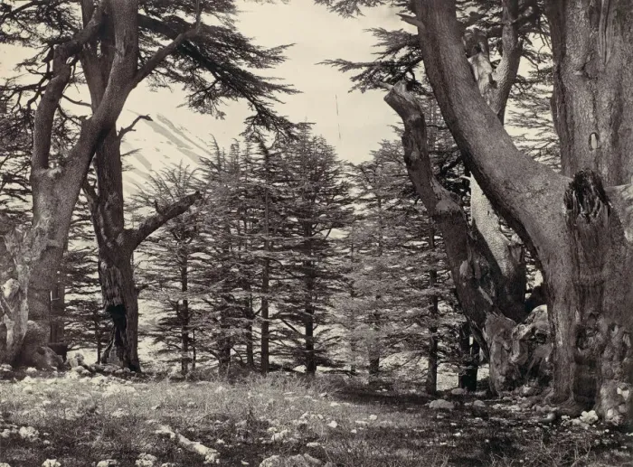 Framed Print : Cedars of Lebanon, ca. 1857. Creator: Francis Frith Framed Print : Cedars of Lebanon, ca. 1857. Creator: Francis Frith