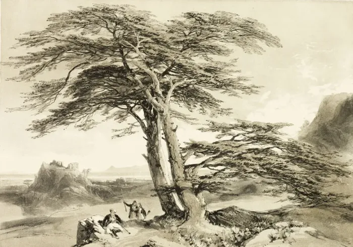Framed Print : Cedars of Lebanon, from The Park and the Forest, 1841. Creator: James Duffield Harding Framed Print : Cedars of Lebanon, from The Park and the Forest, 1841. Creator: James Duffield Harding