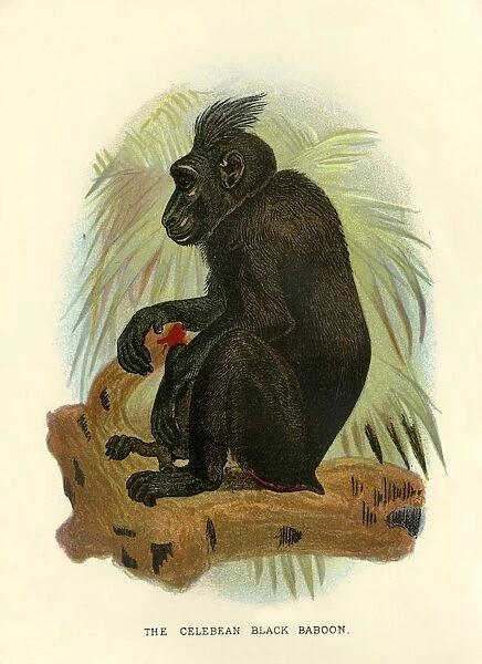 The Celebean Black Baboon, 1896. Artist: Henry Ogg Forbes