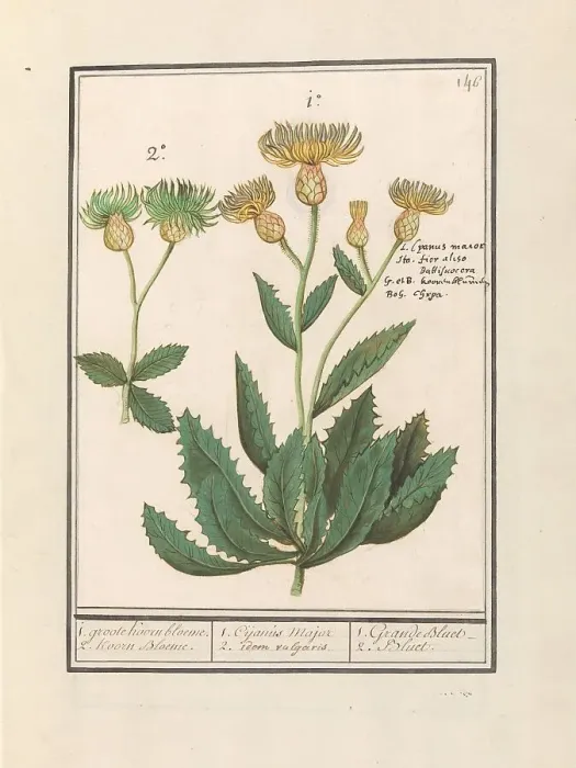 Framed Print : Centauri (Centaurea), 1596-1610. Creators: Anselmus de Boodt, Elias Verhulst Framed Print : Centauri (Centaurea), 1596-1610. Creators: Anselmus de Boodt, Elias Verhulst