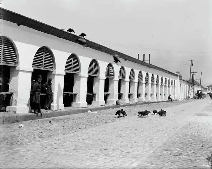 Framed Print : Central market & buzzards, Charleston, S.C. between 1900 and 1910. Creator: Unknown. Central market & buzzards, Charleston, S.C. between 1900 and 1910. Creator: Unknown Framed Print : Central market & buzzards, Charleston, S.C. between 1900 and 1910. Creator: Unknown. Central market & buzzards, Charleston, S.C. between 1900 and 1910. Creator: Unknown