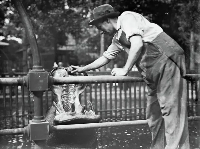 Framed Print : Central Park - feeding hippo, between c1910 and c1915. Creator: Bain News Service Framed Print : Central Park - feeding hippo, between c1910 and c1915. Creator: Bain News Service