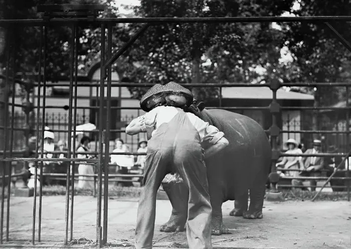 Framed Print : Central Park - man with head in hippo's mouth, between c1910 and c1915. Creator: Bain News Service Framed Print : Central Park - man with head in hippo's mouth, between c1910 and c1915. Creator: Bain News Service