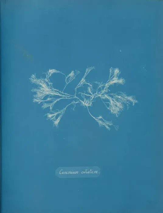 Framed Print : Ceramium ciliatum, ca. 1853. Creator: Anna Atkins Framed Print : Ceramium ciliatum, ca. 1853. Creator: Anna Atkins