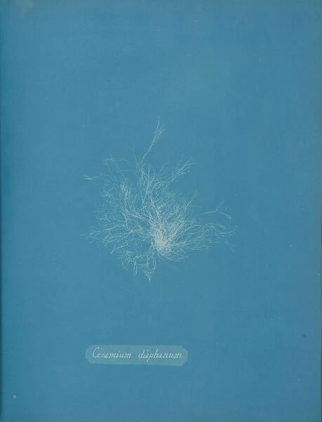 Ceramium diaphanum, ca. 1853. Creator: Anna Atkins