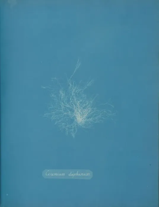 Framed Print : Ceramium diaphanum, ca. 1853. Creator: Anna Atkins Framed Print : Ceramium diaphanum, ca. 1853. Creator: Anna Atkins