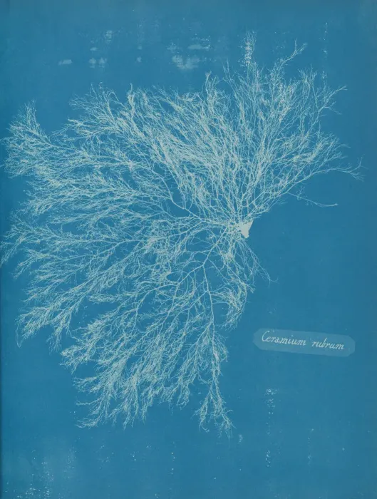Framed Print : Ceramium rubrum, ca. 1853. Creator: Anna Atkins Framed Print : Ceramium rubrum, ca. 1853. Creator: Anna Atkins