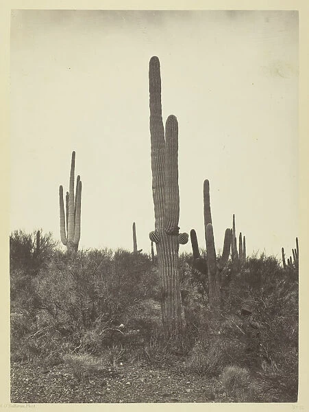 Cereus giganteus, Arizona, 1871. Creator: Tim O Sullivan