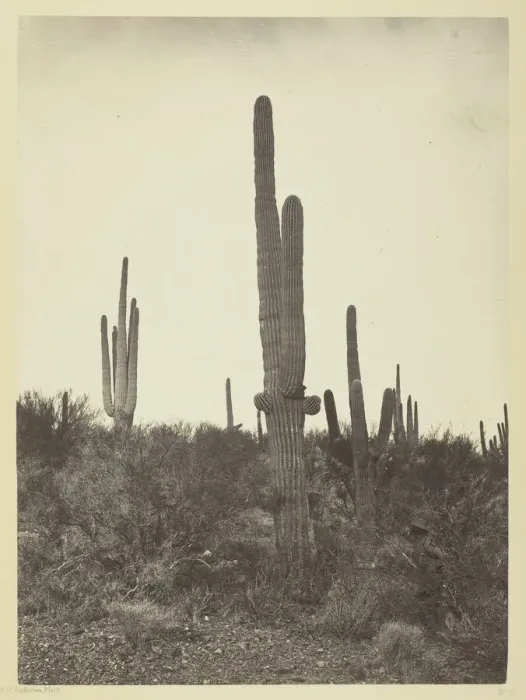 Framed Print : Cereus giganteus, Arizona, 1871. Creator: Tim O Sullivan Framed Print : Cereus giganteus, Arizona, 1871. Creator: Tim O Sullivan