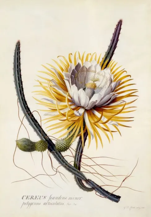 Framed Print : Cereus (Queen of the Night), c. 1744 (hand coloured engraving) Framed Print : Cereus (Queen of the Night), c. 1744 (hand coloured engraving)