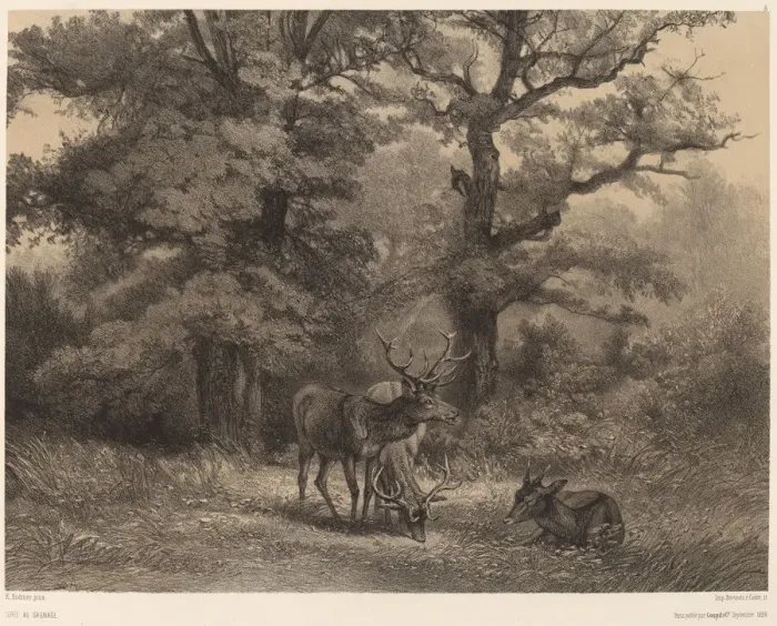Framed Print : Cerfs au Gagnage. Creator: Karl Bodmer Framed Print : Cerfs au Gagnage. Creator: Karl Bodmer