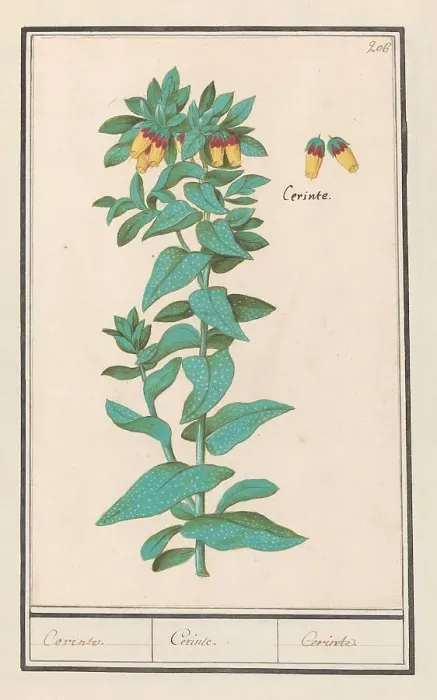 Framed Print : Cerinthe (Cerinthe major), 1596-1610. Creators: Anselmus de Boodt, Elias Verhulst Framed Print : Cerinthe (Cerinthe major), 1596-1610. Creators: Anselmus de Boodt, Elias Verhulst