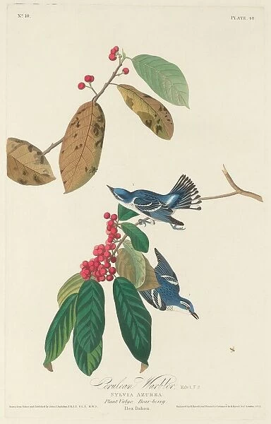 Cerulean Warbler, 1828. Creator: Robert Havell