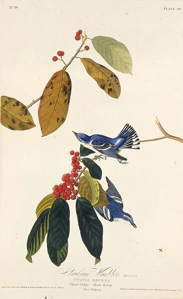 The cerulean warbler. From The Birds of America, 1827-1838. Creator: Audubon