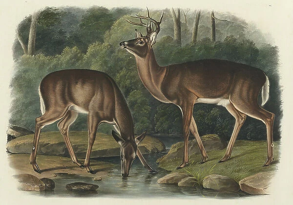 Cervus Virginianus, 1848. Creator: John Woodhouse Audubon