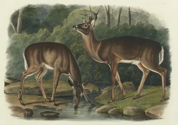 Framed Print : Cervus Virginianus, 1848. Creator: John Woodhouse Audubon Framed Print : Cervus Virginianus, 1848. Creator: John Woodhouse Audubon