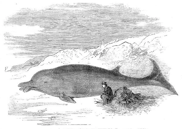 Cetacean animal recently cast on the Kentish coast, near Whitstable, 1860. Creator: Unknown