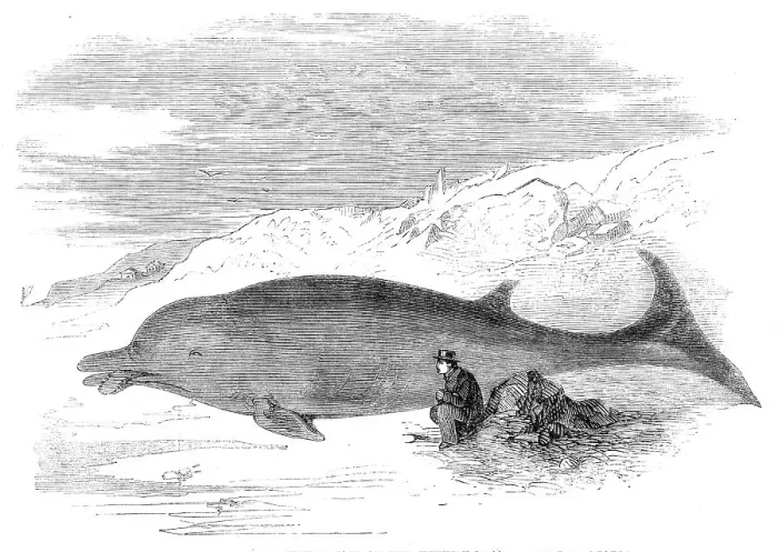 Framed Print : Cetacean animal recently cast on the Kentish coast, near Whitstable, 1860. Creator: Unknown Framed Print : Cetacean animal recently cast on the Kentish coast, near Whitstable, 1860. Creator: Unknown